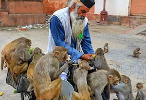 ஜெய்ப்பூரின் 'மங்கி மேன்' விஜய் குமார் சர்மா