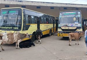  'கொடை' பஸ் ஸ்டாண்டில் கால்நடைகளால் இடையூறு