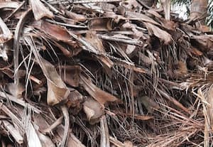  தென்னை மட்டை விலை உயர்வு நார் தயாரிப்பு தொழில் பாதிப்பு