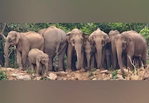  வந்தன யானை கூட்டம் அச்சத்தில் மக்கள் ஓட்டம்
