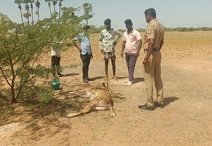  உயிருக்கு போராடிய மான் மீட்பு