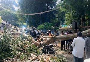  மரக்கிளை விழுந்ததில் பைக்கில் சென்றவர் காயம்