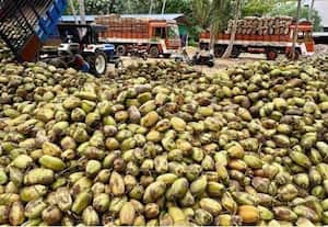  அரபு நாடுகளிலிருந்து வந்த ஆர்டர்கள்; மீள்கிறது பொள்ளாச்சி தேங்காய் ஏற்றுமதி