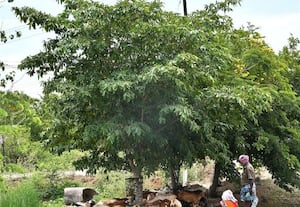 தாங்க முடியாத வெப்ப அனல்: மரநிழலில் ஒதுங்கும் கால்நடைகள்