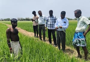  குறுவை சாகுபடியில் புழு தாக்குதல் உதவி வேளாண் அலுவலர் ஆய்வு