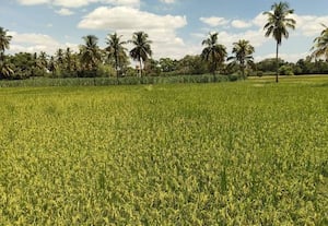  பள்ளத்துாரில் கோடை விவசாயம் அறுவடைக்கு நெற்பயிர் தயார்