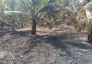  மின்கம்பிகள் உரசி தீப்பிடித்து 80 தென்னை மரங்கள் நாசம்