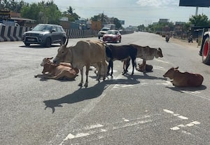  சாலையில் ஓய்வெடுக்கும் மாடுகளால் விபத்தில் சிக்கும் வாகன ஓட்டிகள்