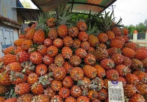  அன்னாசி விளைச்சல் அதிகரிப்பு 2 பழம் ரூ.100க்கு விற்பனை