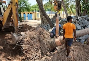  கோவில் பணிக்கு இடையூறு தென்னை மரம் மறு நடவு