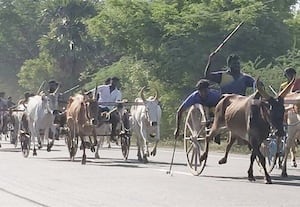  மாட்டு வண்டி பந்தயம்