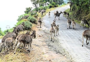  இணையை தேடும் வரையாடுகள் ராஜமலையில் கூட்டமாக உலா