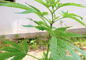  மைதானத்தில் கஞ்சா செடி