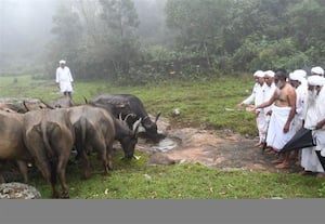  'ஹிரியோடைய்யா' திருவிழா: எருமைகளுக்கு உப்பு தண்ணீர்