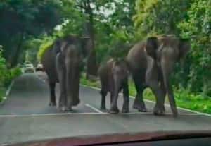  வன விலங்குகளுக்கு இடையூறு வனத்துறையினர் எச்சரிக்கை