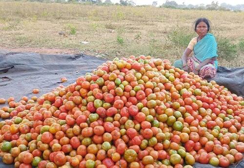  இயற்கை விவசாயத்தில் பழங்குடியின பெண்