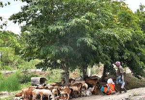  தாங்க முடியாத வெப்ப அனல் மரநிழலில் ஒதுங்கும் கால்நடைகள்