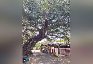  போக்குவரத்துக்கு இடையூறாக ஆலமரம் வெட்டி அகற்ற வாகன ஓட்டிகள் கோரிக்கை