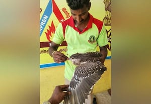  அடிபட்ட பறவை பத்திரமாக மீட்பு