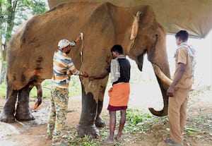 கும்கி யானை விஜய்க்கு உடல் நல குறைவு: வனத்துறை மருத்துவர்கள் தீவிர சிகிச்சை