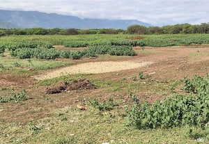  கருவேல மரக்காடாக மாறிய தாமரைகுளம் கண்மாய் ஆகாய தாமரையை அகற்றி நீர் தேக்க வலியுறுத்தல்