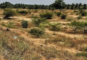  ஆக்கிரமிப்புகளால் நீர்வரத்தை இழந்த குட்டாணி குளம்
