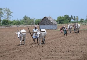 வேர்க்கடலை விதைப்பு பணி தீவிரம்