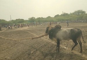  கமுதி அருகே எருது விரட்டும் விழா