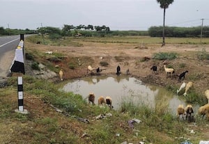  கால்நடைகளுக்கு குடிநீர் தட்டுப்பாடு