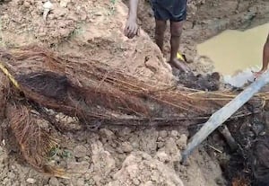  காவிரி குடிநீர் குழாயில் புகுந்த 15 அடி நீள மர வேர்: தொழிலாளர் அகற்றினர்