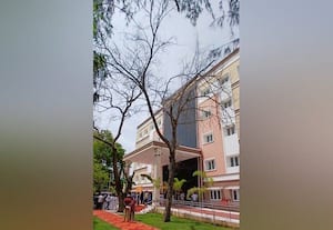  அரசு மருத்துவமனை வளாகத்தில் பட்டுப்போன மரங்களால் ஆபத்து