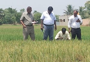  வெயிலில் கருகும் நெற்பயிர் வேளாண் துறையினர் ஆய்வு