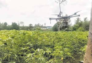 மரவள்ளியில் செம்பேன் தாக்குதல் அதிகரிப்பு 'ட்ரோன்' மூலம் மருந்து அடிக்கும் விவசாயிகள்