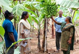   சோதனை முறையில் வளர்ப்பு ... புதிய வாழை ரகம்:நோய் தாக்குதல் இருக்காது