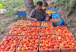 உரிய விலை கிடைக்காமல் தக்காளி விவசாயிகள் தவிப்பு