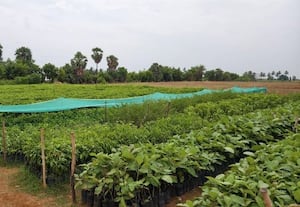  வனத்துறை நர்சரியில் ஒரு லட்சம் மரக்கன்றுகள் தயார்