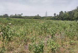  கைக்கிளான் குளம் மதகு சேதமடைந்து வெளியேறும் பாசன நீர் ஆக்கிரமிப்பால்  பெரியகுளம் விவசாயிகள் சிரமம்