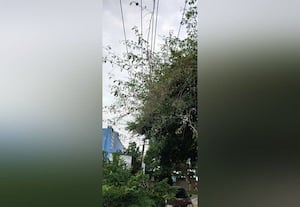  மின்கம்பத்தில் உரசும் மரக்கிளையை அகற்றணும்