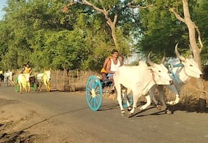  கோயில் விழாவில் நடந்த மாட்டுவண்டி பந்தயம்