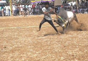  வடமாடு மஞ்சு விரட்டு