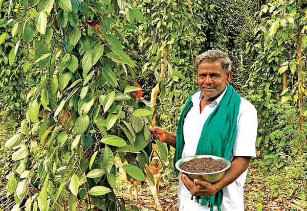  சமவெளியில் மிளகு சாகுபடியில் சாதித்த விவசாயி!