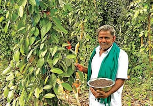  சமவெளியில் மிளகு சாகுபடியில் சாதித்த விவசாயி!