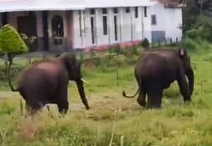  காலையில் ஊருக்குள் நுழைந்த காட்டு யானைகளால் அச்சம்