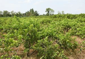 கொய்யா மரங்களில் நோய் தாக்குதலால் விவசாயிகள்... ﻿ கவலை:விளைச்சல் குறைந்ததுடன் விலையும் வீழ்ச்சியடைந்தது