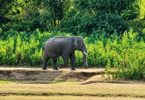  குளத்தில் முகாமிட்ட காட்டு யானை காட்டுக்குள் விரட்ட நடவடிக்கை