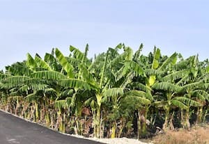  வாழை சாகுபடியில் அதிக லாபம் ஆர்வம் காட்டும் விவசாயிகள்