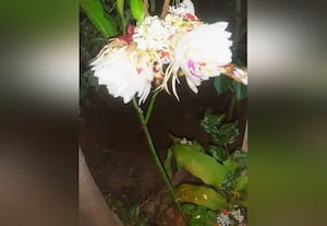  வீட்டில் பூத்த பிரம்ம கமல பூ