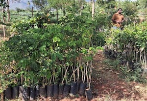  கூடலுாரில் குறுங்காடுகள் அமைக்கும் பணி தீவிரம் சோலைக்குள் கூடல் அமைப்பினர் ஆர்வம்