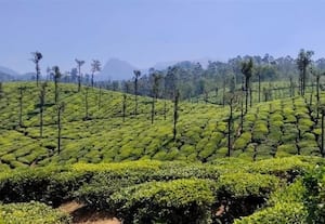  வால்பாறையில் குளு... குளு... சீசன் சுற்றுலா பயணியர் வருகை அதிகரிப்பு