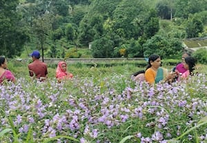 குறிஞ்சி பூக்களை பார்க்க அனுமதி; சுற்றுலா பயணிகள் மகிழ்ச்சி